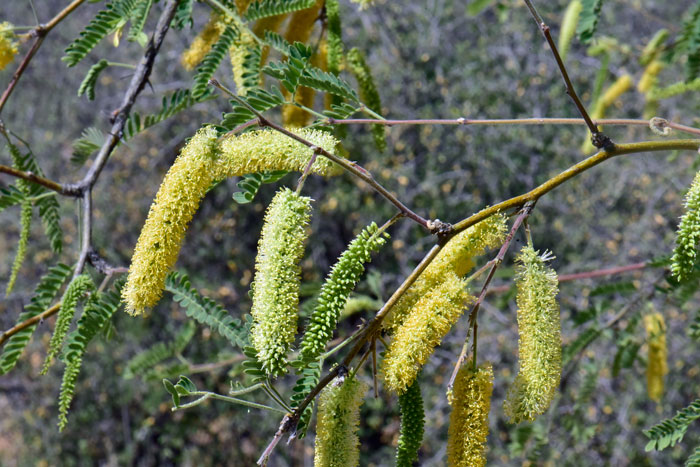 Velvet Mesquite has flowers that are white, greenish yellow to pale yellow that open in dense catkin-like flowers. Prosopis velutina